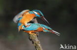 IJsvogel (Alcedo atthis)