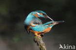 Kingfisher (Alcedo atthis)