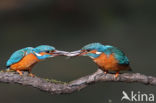 Kingfisher (Alcedo atthis)