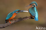 Kingfisher (Alcedo atthis)