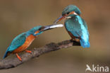 Kingfisher (Alcedo atthis)