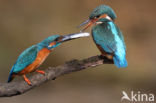 Kingfisher (Alcedo atthis)