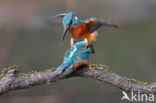 Kingfisher (Alcedo atthis)