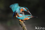 Kingfisher (Alcedo atthis)
