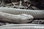 monocled cobra (Naja kaouthia)