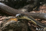 monocled cobra (Naja kaouthia)