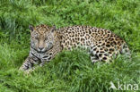 Jaguar (Panthera onca)