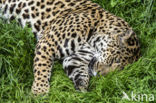 Jaguar (Panthera onca)