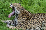 Jaguar (Panthera onca)