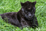 Jaguar (Panthera onca)