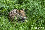 Jaguar (Panthera onca)