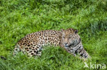 Jaguar (Panthera onca)