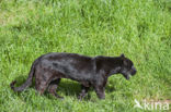 Jaguar (Panthera onca)