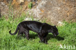 Jaguar (Panthera onca)