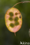 Judaspenning (Lunaria annua)