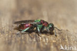 gold wasp (Hedychrum nobile)