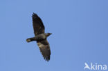 Eurasian Jackdaw (Corvus monedula)