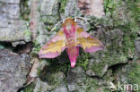 Klein avondrood (Deilephila porcellus)