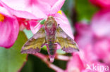 Klein avondrood (Deilephila porcellus)