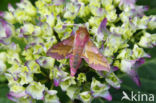 Klein avondrood (Deilephila porcellus)