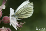 Green-veined White (Pieris napi)