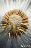 Coltsfoot (Tussilago farfara)