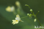 Small Balsam (Impatiens parviflora)