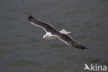Kleine Mantelmeeuw (Larus fuscus)
