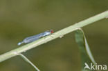 Small Red-eyed damselfly (Erythromma viridulum)