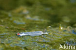 Small Red-eyed damselfly (Erythromma viridulum)