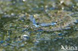 Kleine Roodoogjuffer (Erythromma viridulum)