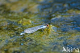 Small Red-eyed damselfly (Erythromma viridulum)