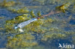 Small Red-eyed damselfly (Erythromma viridulum)