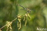 Green-eyed Hooktail (Onychogomphus forcipatus)