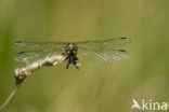 Green-eyed Hooktail (Onychogomphus forcipatus)