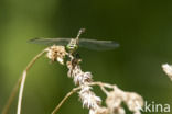 Green-eyed Hooktail (Onychogomphus forcipatus)