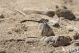 Green-eyed Hooktail (Onychogomphus forcipatus)