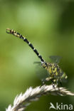 Kleine tanglibel (Onychogomphus forcipatus)