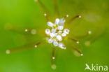 Kleine veldkers (Cardamine hirsuta)