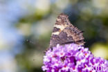 Kleine vos (Aglais urticae)