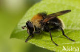 hoverfly (Criorhina berberina)