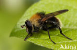 Kleine woudzwever (Criorhina berberina)