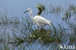 Kleine Zilverreiger (Egretta garzetta)