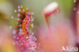 Kleine zonnedauw (Drosera intermedia)