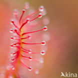 Oblong-leaved Sundew (Drosera intermedia)