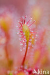 Oblong-leaved Sundew (Drosera intermedia)