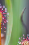 Oblong-leaved Sundew (Drosera intermedia)