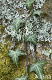 Common ivy (Hedera helix)