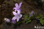 Adriatic bellflower (Campanula garganica)