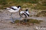 Pied Avocet (Recurvirostra avosetta)